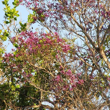 Hotel Fazenda Arara Azul แคโรไลนา ภายนอก รูปภาพ