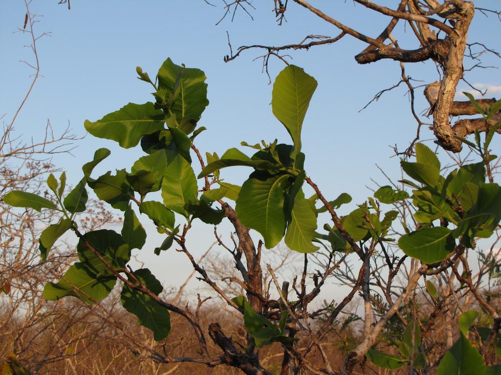 Hotel Fazenda Arara Azul แคโรไลนา ภายนอก รูปภาพ