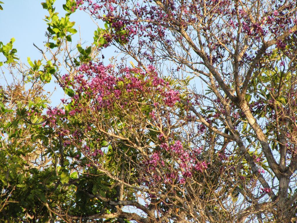 Hotel Fazenda Arara Azul แคโรไลนา ภายนอก รูปภาพ